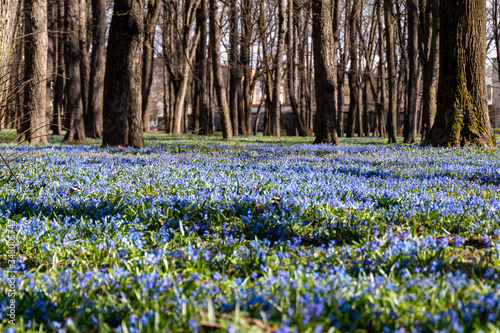 Scillas like a rug in the park on a sunny spring day. photo