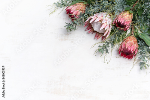 Beautiful decorative pink king protea flower surrounded by pink ice proteas and wattle leaves, creating a floral border on a rustic white background.