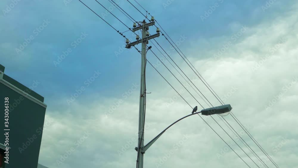 An interesting lockdown pigeon cleans itself on a street light with telephone wires and a blue sky - Cape Town, South Africa An interesting lockdown pigeon cleans itself on a street light with telephone wires and a blue sky - Cape Town, South Africa