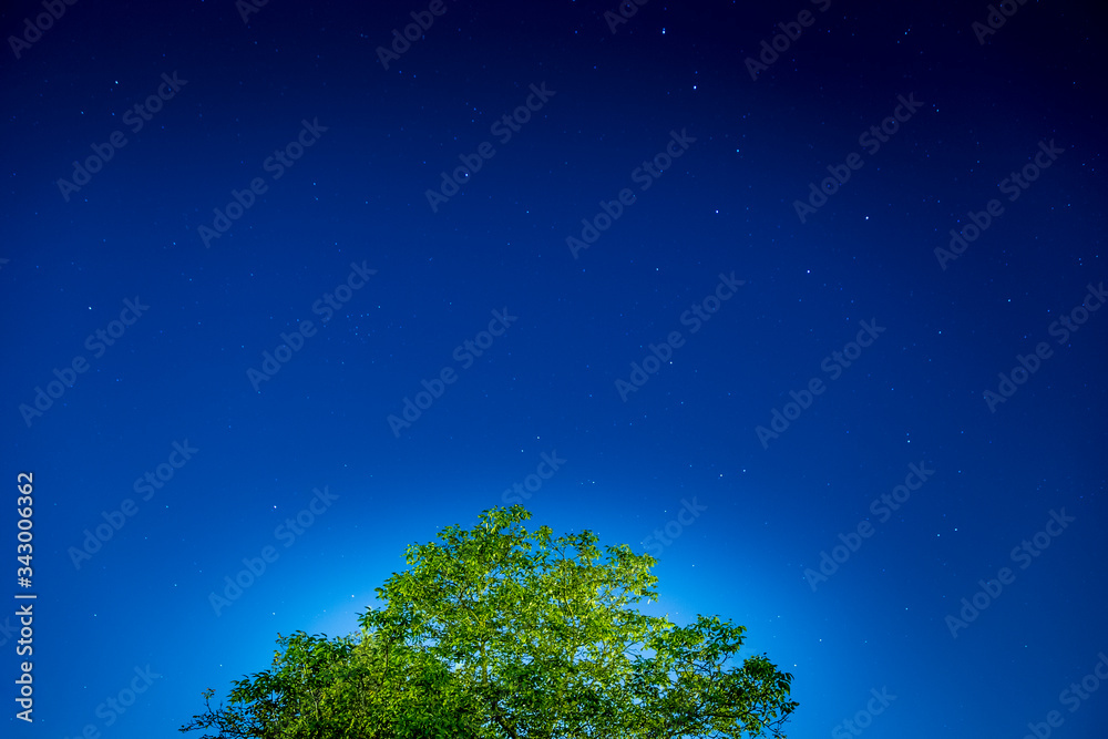 arbre éclairée sur fond de nuit étoilée arbre éclairée sur fond de nuit étoilée
