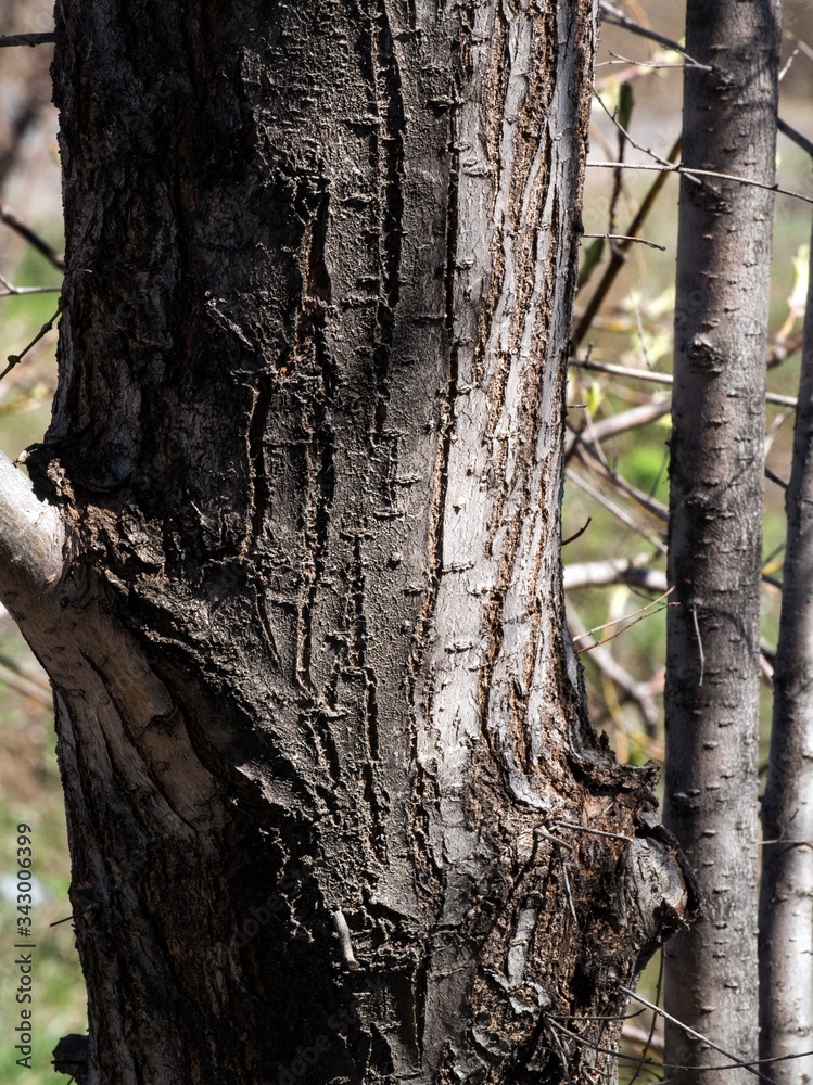 Obraz premium The texture of the tree bark