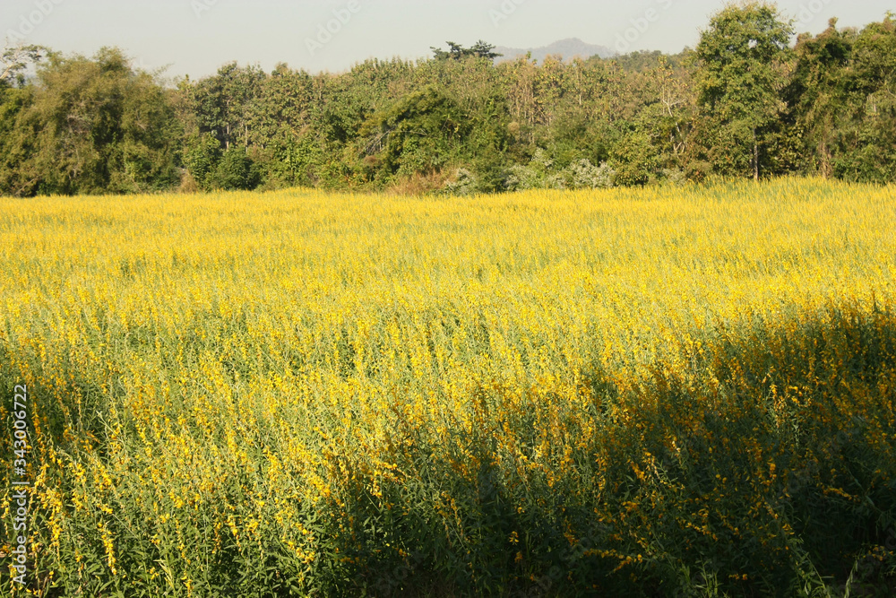 Sunhemp, Yellow meadow field  planted for fertilizer in agriculture.