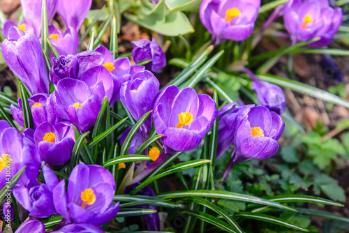 Flowerbed with open blue crocuses in the park