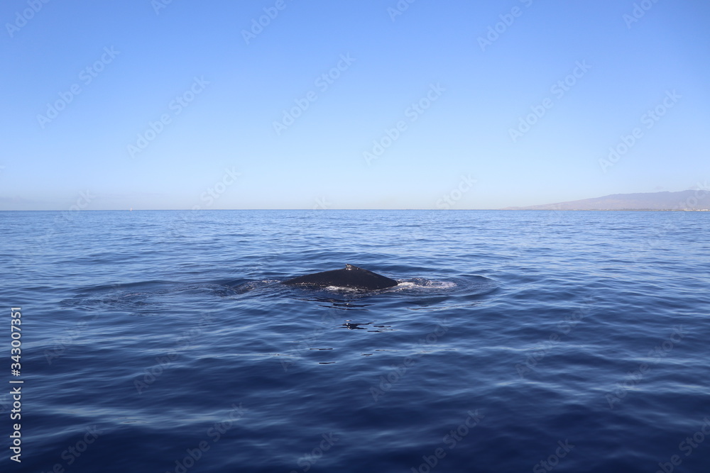 Huge whale in blue ocean of Hawaii Oahu