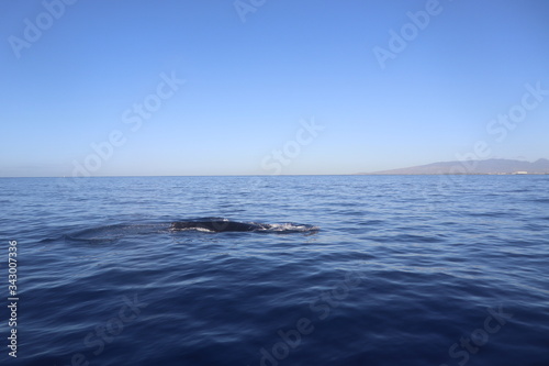 Huge whale in blue ocean of Hawaii Oahu © Verona