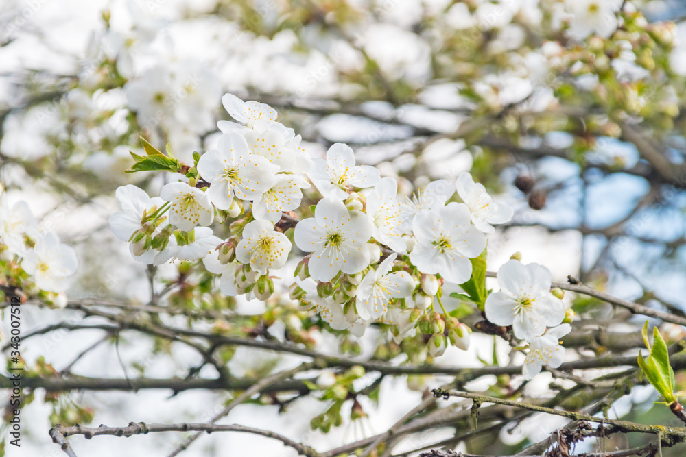Cherry tree flowers blooming on brach tree at sunny day. Cherry tree flowers blooming on brach tree at sunny day.