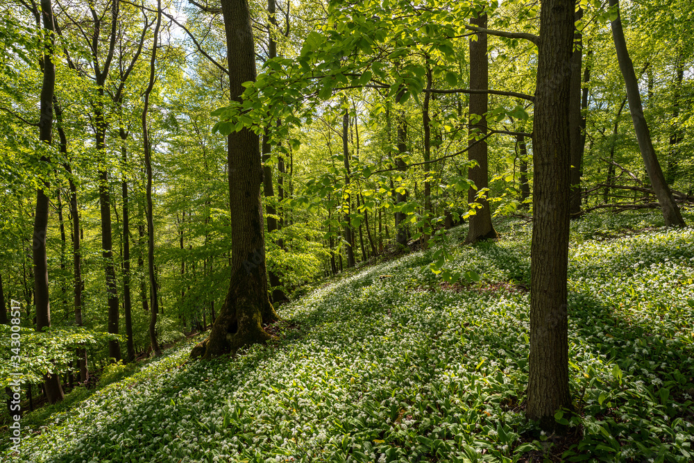 Fototapeta premium Blühender Bärlauch Wald