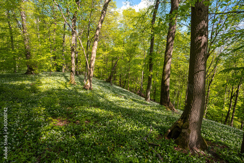 Blühender Bärlauch Wald