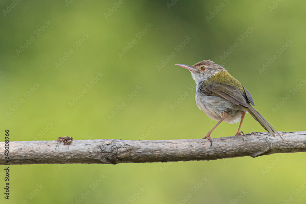 Fototapeta premium Common Tailorbird perching