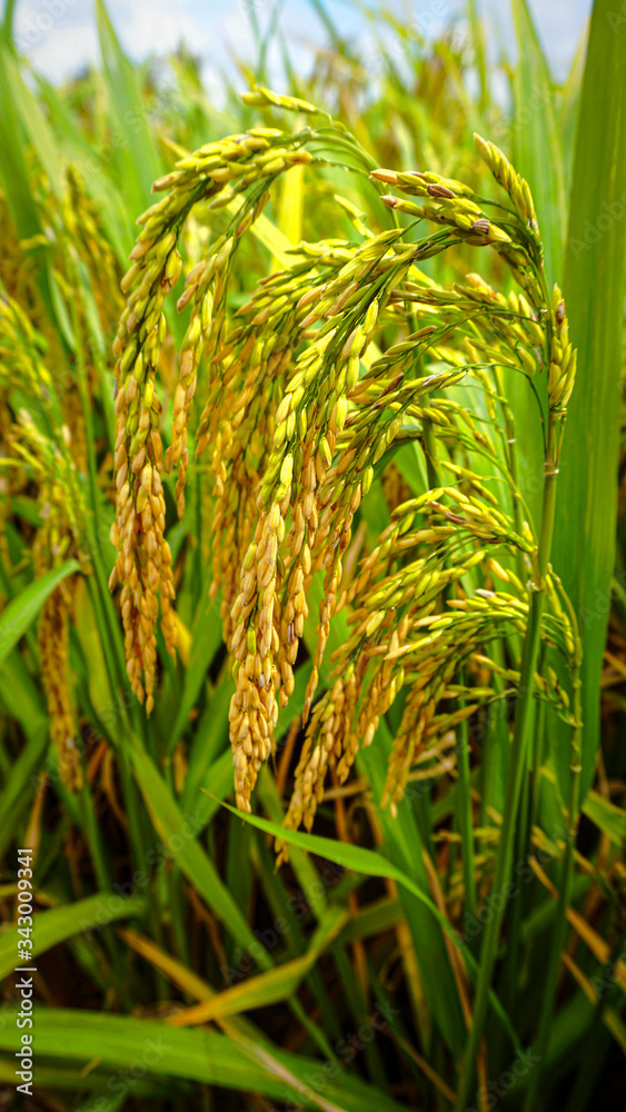 close up of green rice close up of green rice