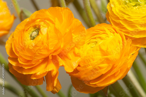 Ranunculus flower over green background photo