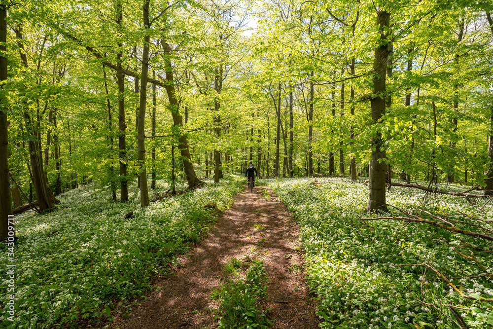 Fototapeta premium Blühender Bärlauch Wald
