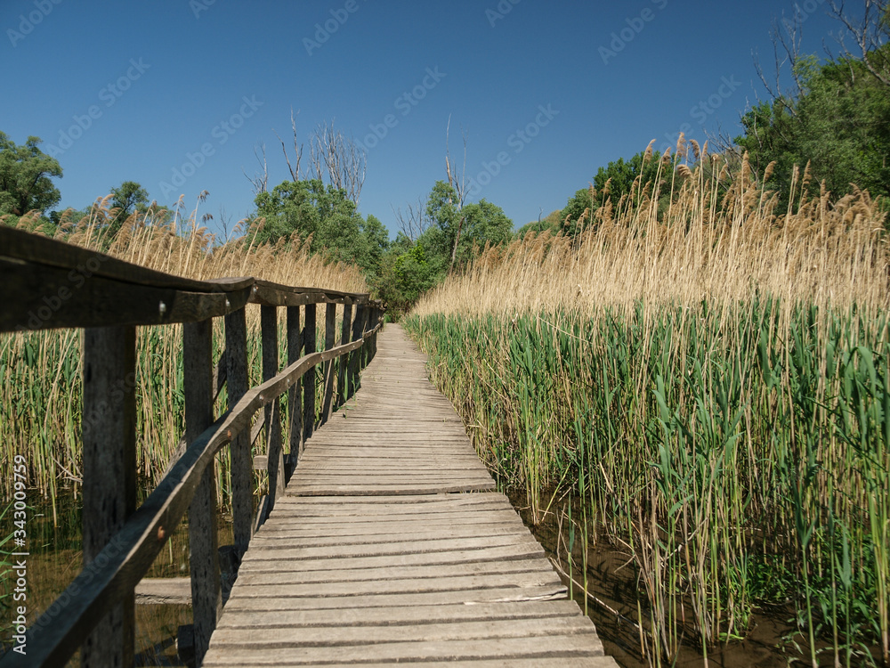 wooden pier in the reeds