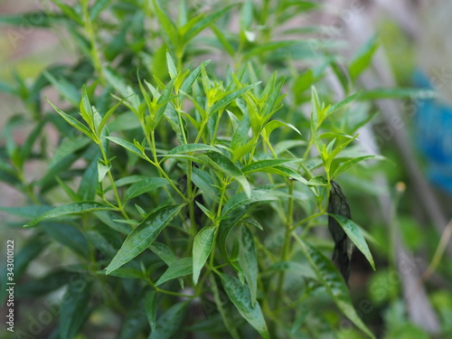 Thai herbs King of Bitter scientific name Andrographis paniculate Burm  Fah Talai john  green vegetable tree plant blooming in garden green vegetable protect coronavirus covid-19