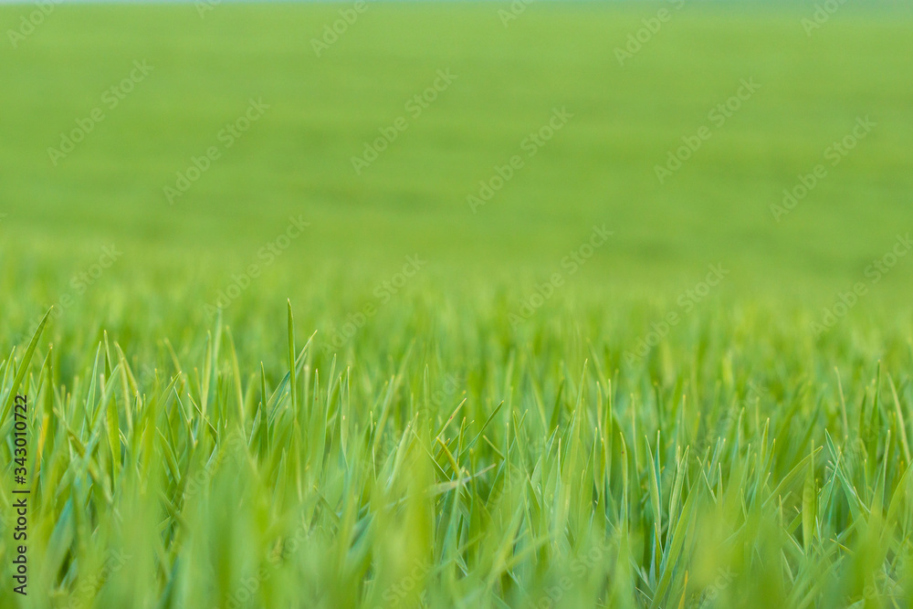 Fototapeta premium zielone pole trawy