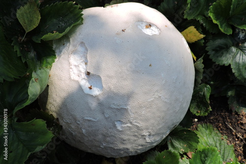 A white giant puffball and strawberry leaves in close-up photo