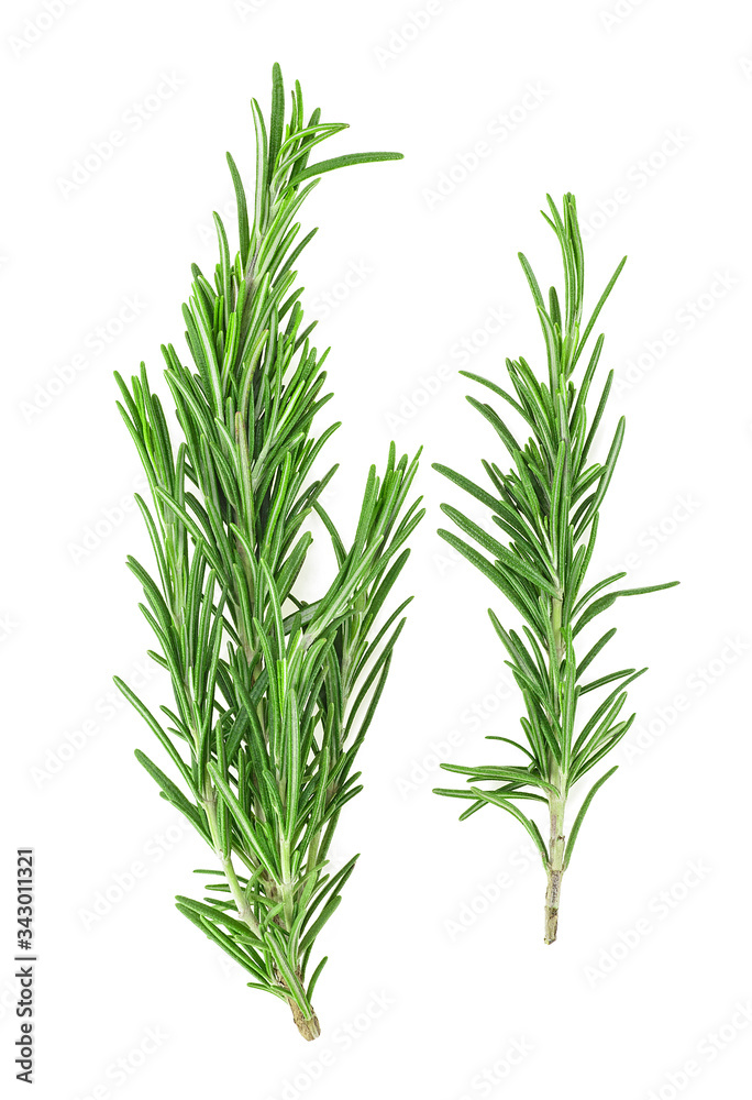 Fresh green rosemary isolated on a white background, top view. Aromatic herb.