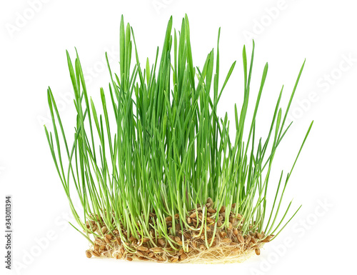 Germinated seeds of wheat isolated on a white background. Plant wheat with roots. Healthy lifestyle. Natural food. Vegan and healthy eating concept.