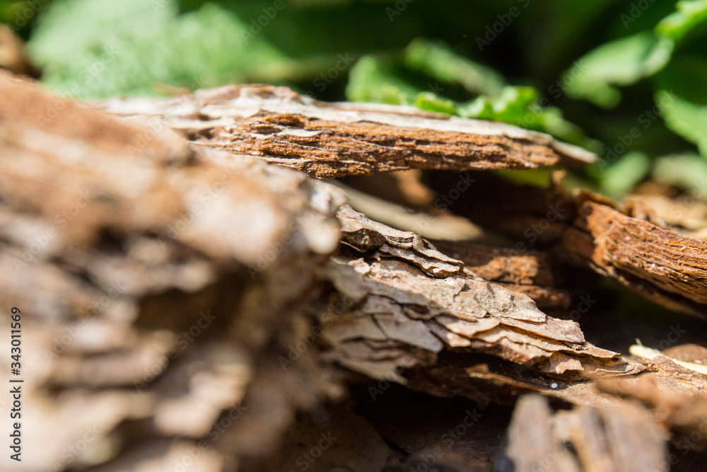 Tree bark for decoration and mulching in landscape design. Tree bark texture background closeup. Tree bark for decoration and mulching in landscape design. Tree bark texture background closeup.