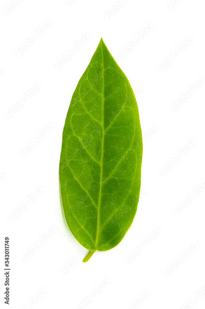Leaves on a white background Leaves on a white background