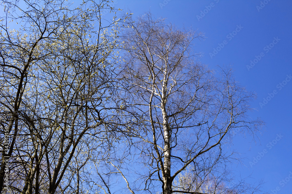 Tree branches against the blue sky Tree branches against the blue sky