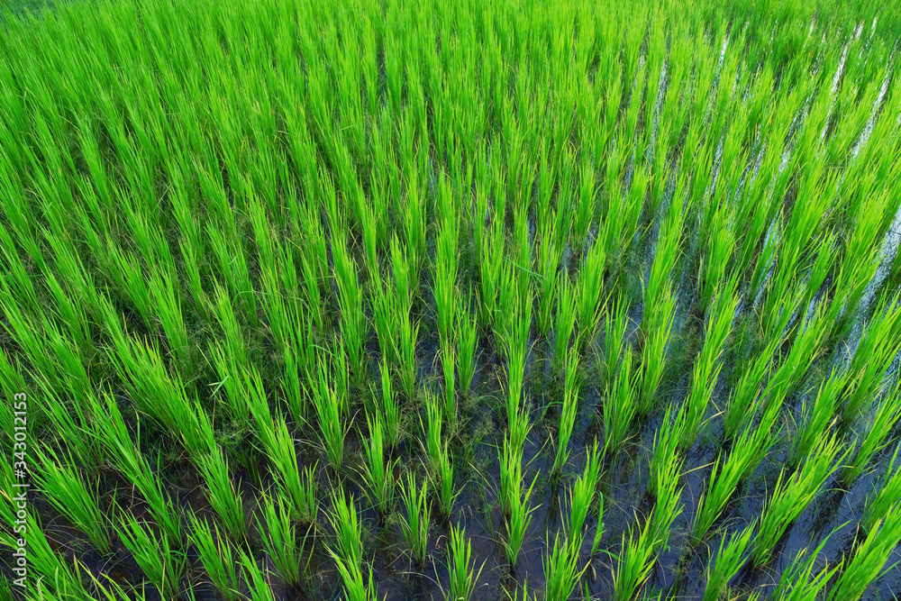 top view picture of green natural rice field. top view picture of green natural rice field.