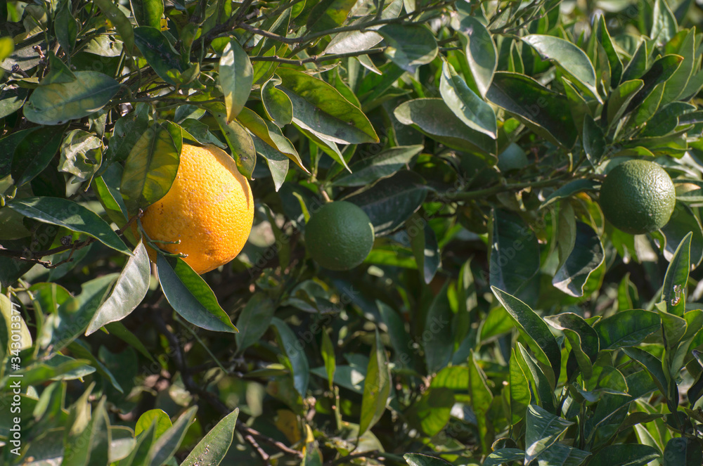 Oranges on a branch Oranges on a branch