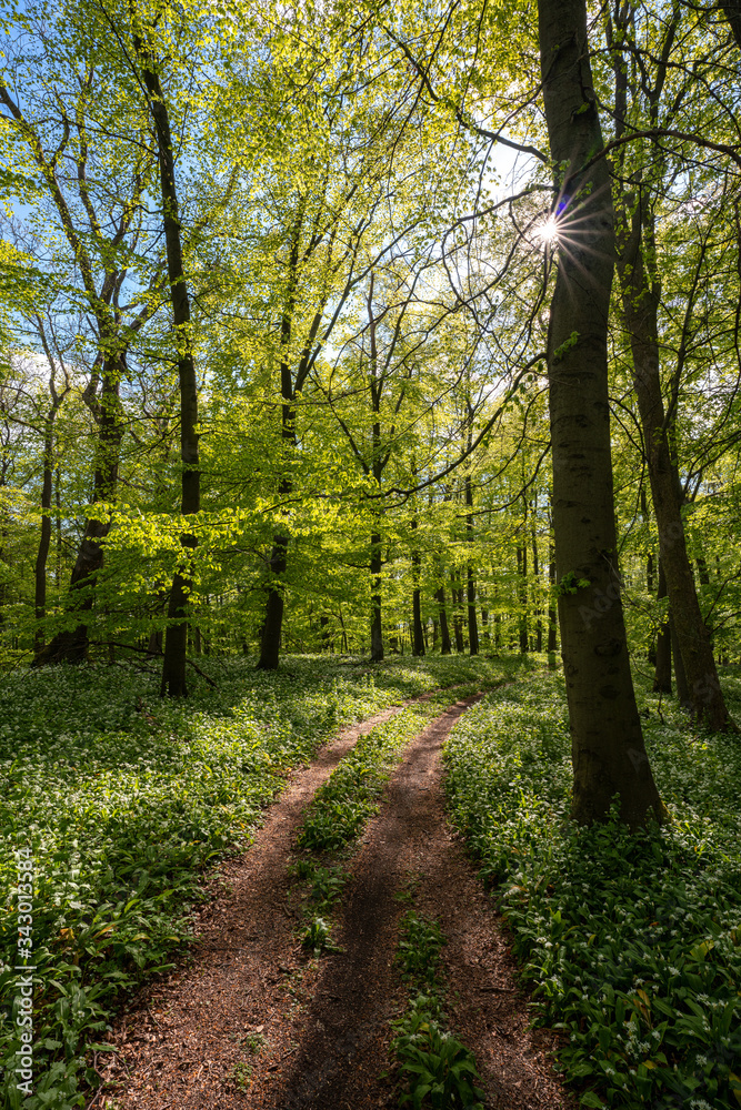 Obraz premium Blühender Bärlauch Wald