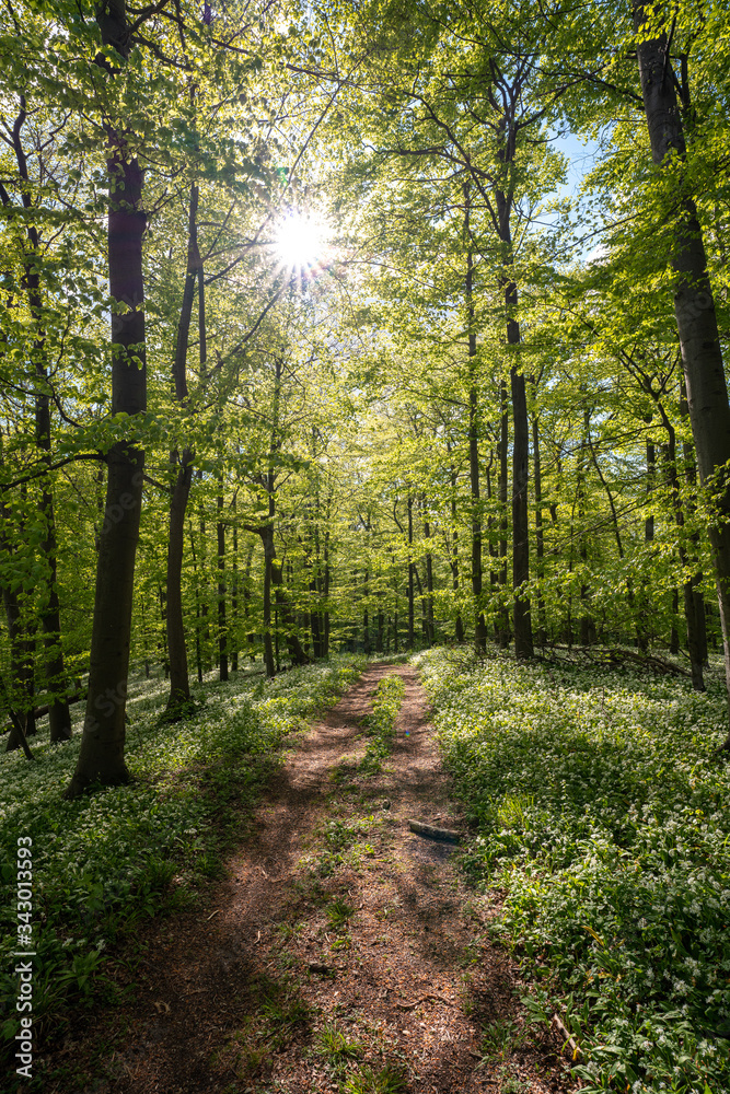 Fototapeta premium Blühender Bärlauch Wald