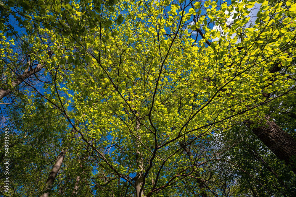 Blühender Bärlauch Wald Blühender Bärlauch Wald