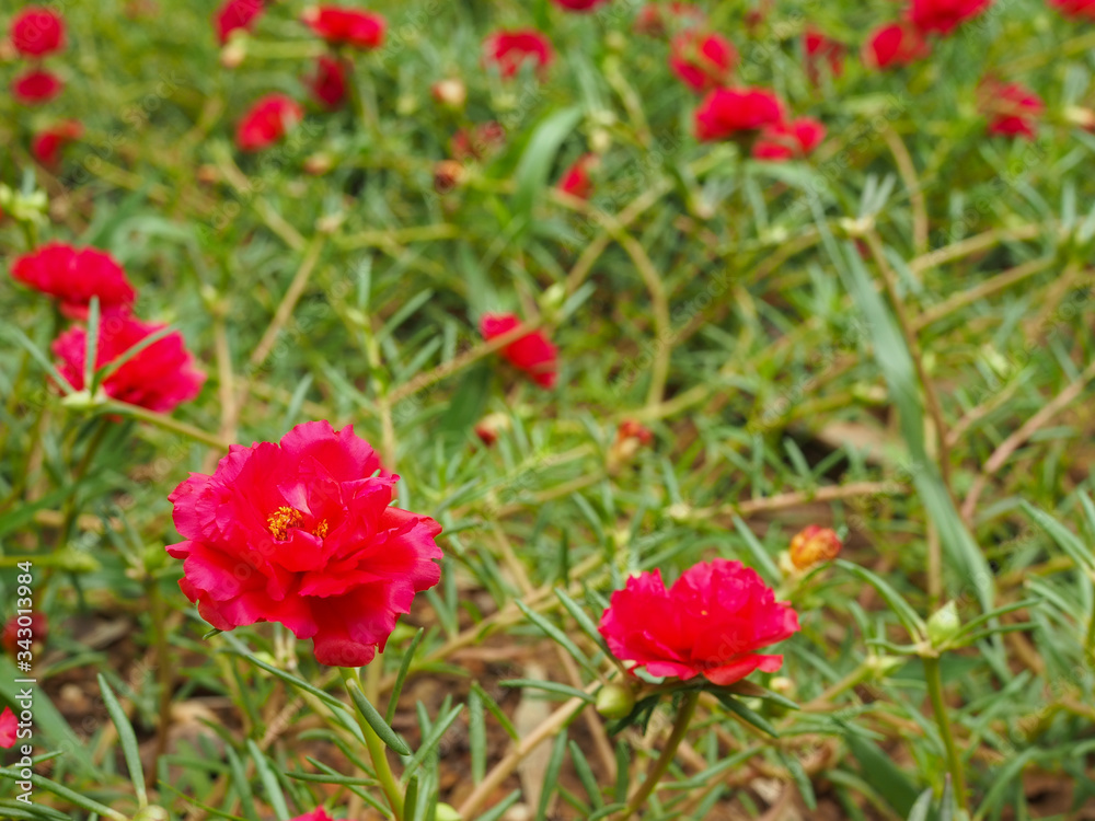 red poppies in the field