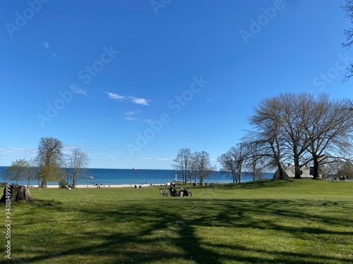 dutch landscape with cows