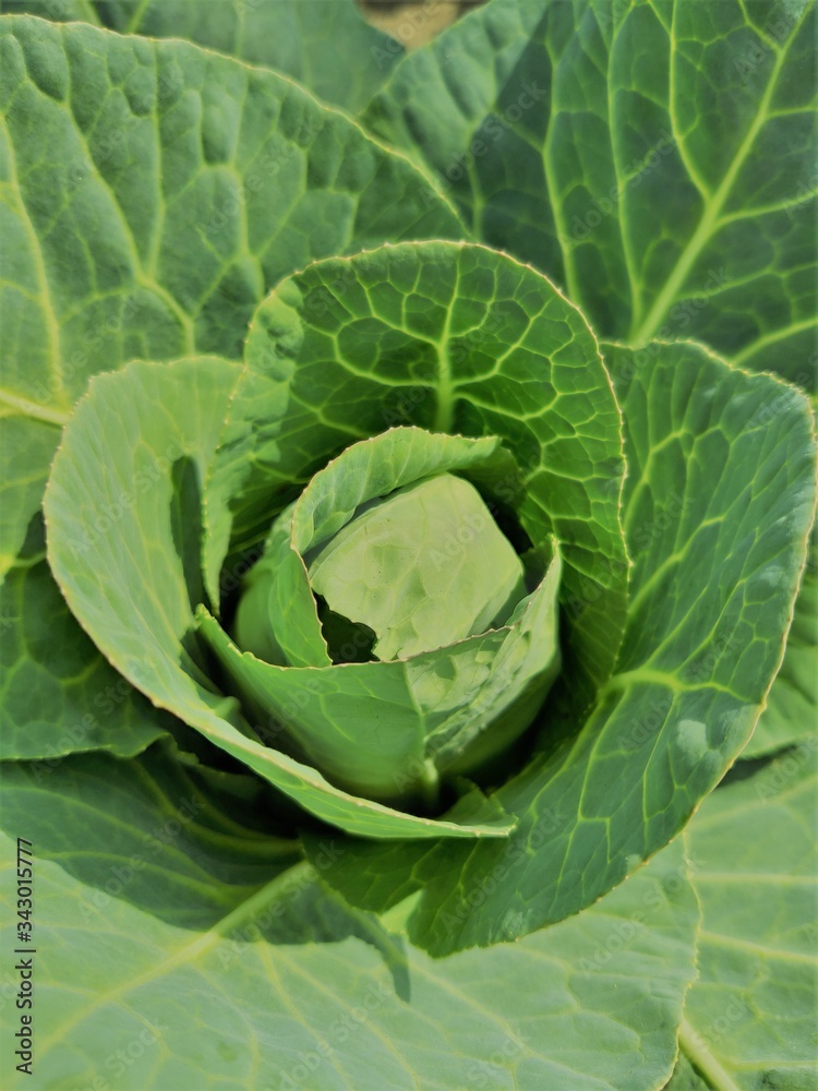 Fototapeta premium organic cabbage