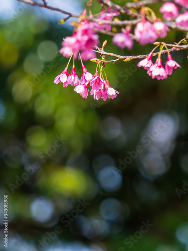 桜 Cherryblossom 