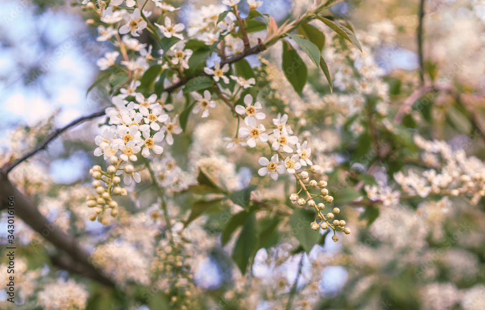 White flowers of bird cherry tree in spring White flowers of bird cherry tree in spring