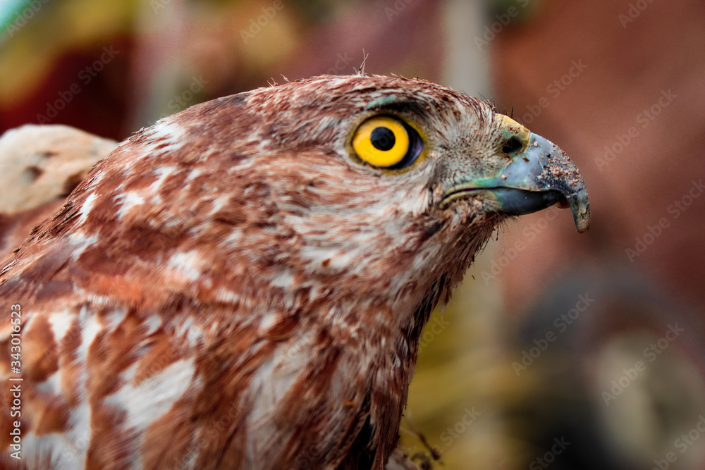 eagle eye. eagle eye.
