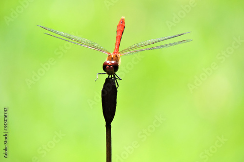 A close-up of a red and green dragonfly sitting on the top of a bud, green blurred background photo