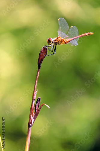 A close-up of a red and green dragonfly sitting on the top of a bud, green blurred background photo