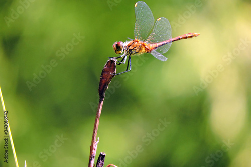 A close-up of a red and green dragonfly sitting on the top of a bud, green blurred background photo