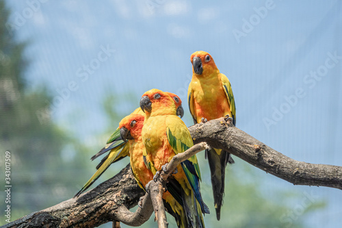 Zoo - Parrot
