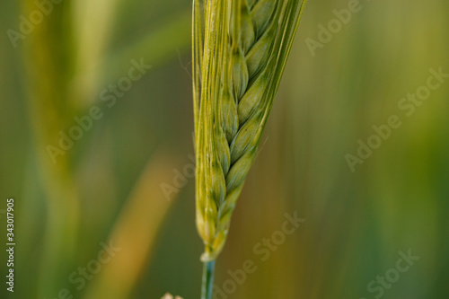 stalk of young green Wheat