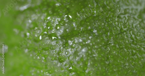 Untreated fresh lime with water droplets slowly rotates. photo