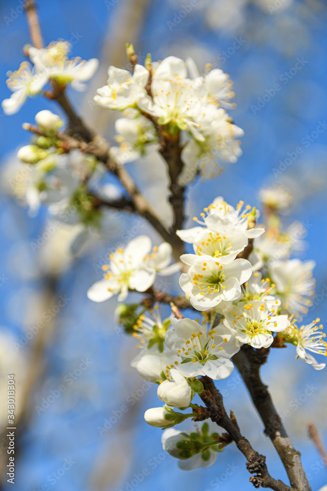 Fruit trees bloom in spring against a background of blue sky and other flowering trees. Close-up Fruit trees bloom in spring against a background of blue sky and other flowering trees. Close-up