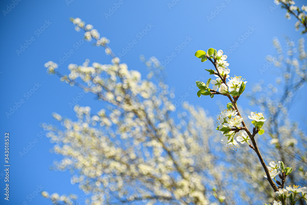 Fruit trees bloom in spring against a background of blue sky and other flowering trees. Close-up Fruit trees bloom in spring against a background of blue sky and other flowering trees. Close-up