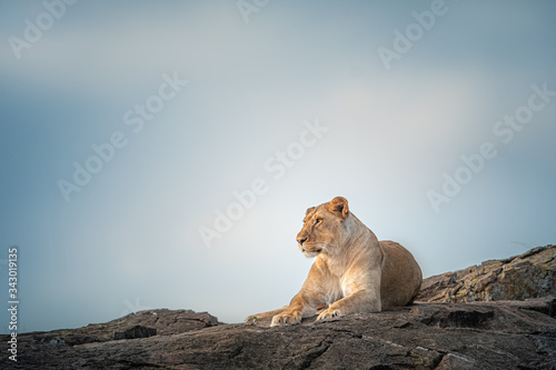 Wildlife photography or images of African Wild Lion from Masai Mara  Kenya.