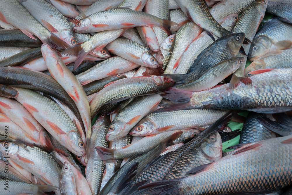 Fototapeta premium Various fishes displayed for sale at Territy Bazar, Kolkata, West Bengal, India..