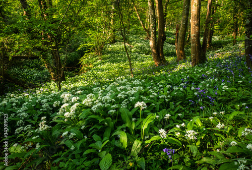 Fototapeta Naklejka Na Ścianę i Meble -  Wild Garlic woodland on the high weald in east Sussex England.