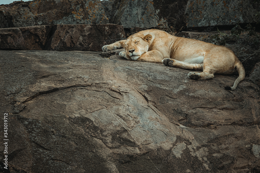Wildlife photography or images of African Wild Lion from Masai Mara, Kenya. Wildlife photography or images of African Wild Lion from Masai Mara, Kenya.