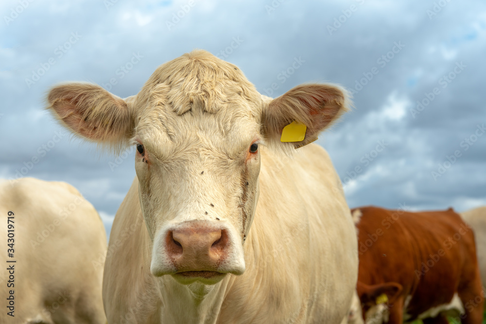 Close up of a pale beige cow looking into the camera