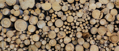 round teak wood stump background